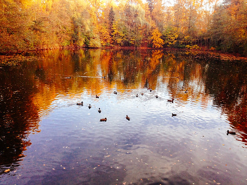 ducks on the lake by ftrc, Sunday sunset at the Lilienthal Park in South Berlin.
Soon on a post at: <a href="http://fotostras