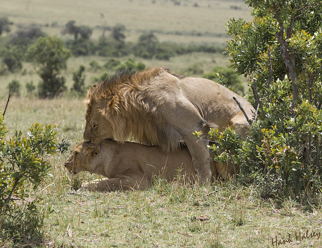 Mating in the Mara