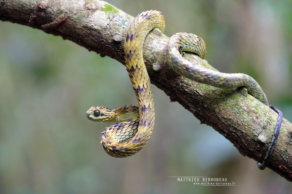 🔥 Atheris hispida, or rough-scaled bush viper, looking extremely