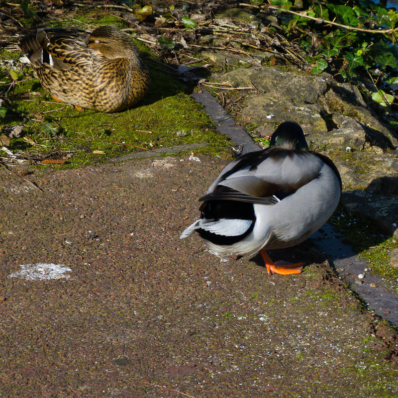 Sleeping ducks?
