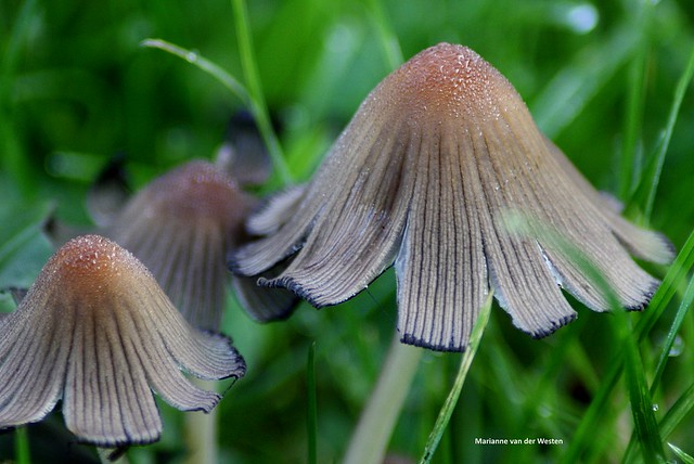 Dew on mushroom
