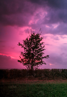 Tree Sunset 16-10-14