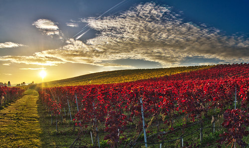 autumn sunset automne canon eos switzerland vineyard suisse wine 7d vin vignes vignoble vigneron begnins