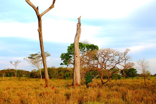 IMG_0184/Brasil/Mato Grosso Do Sul/Dead Tree as Ara's bird… | Flickr