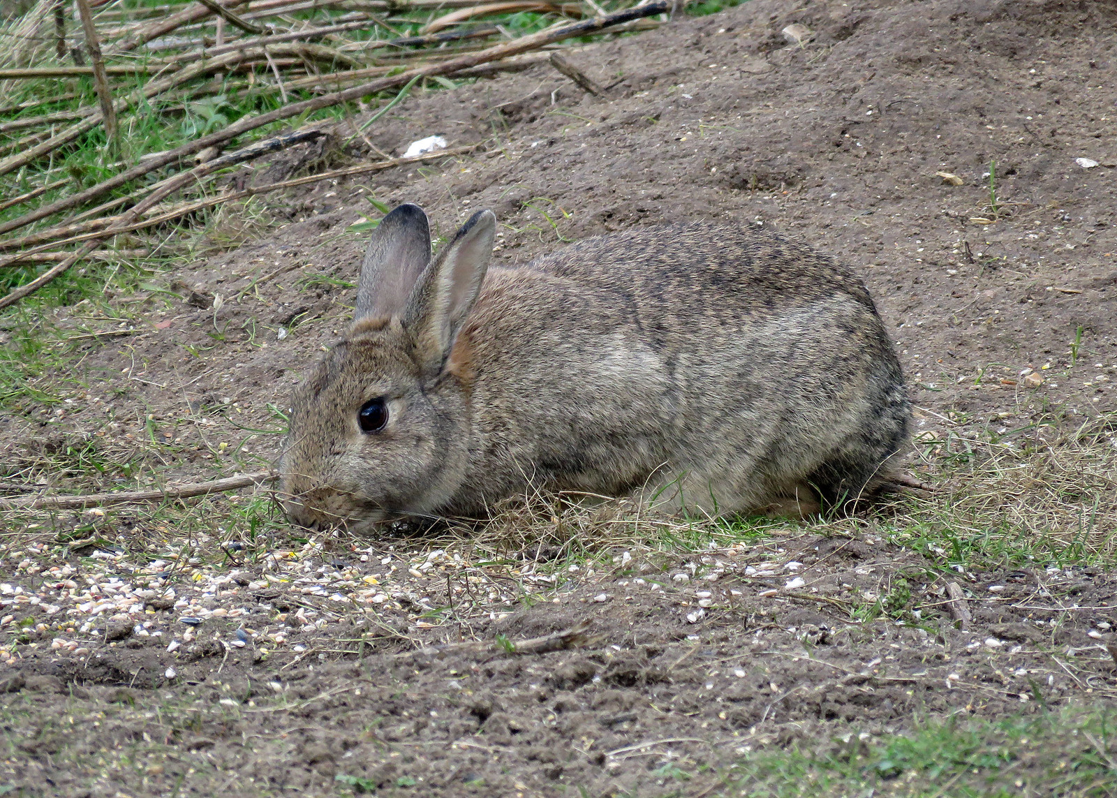 Rabbit - Oryctolagus cuniculus