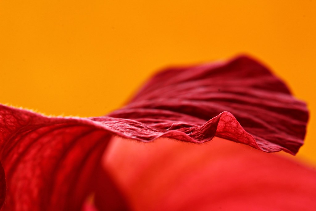 red silk II