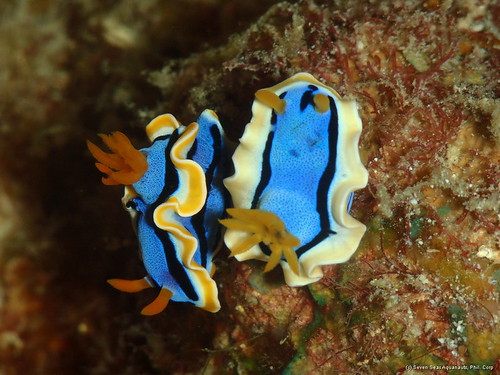 dive safari