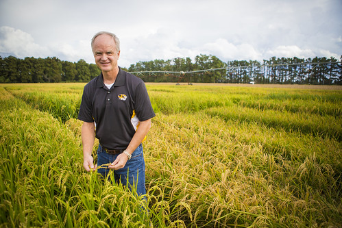 gene stevens_rice field_000022 | Gene Stevens, Crop Producti… | Flickr