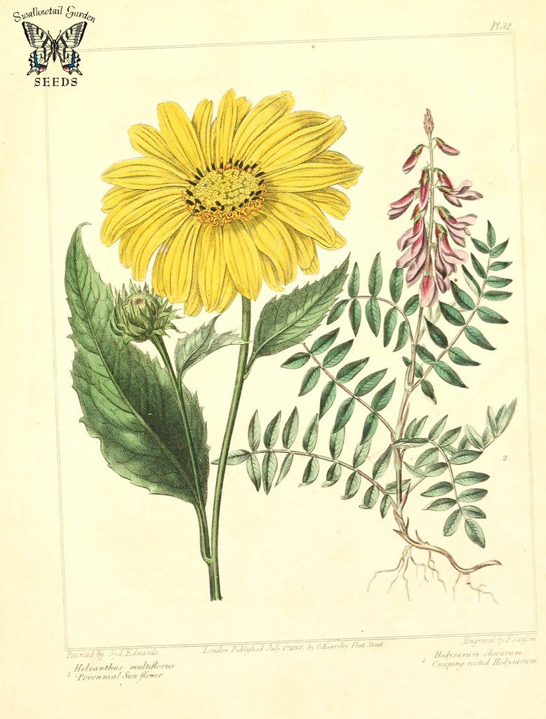 Многолетний подсолнечник (Helianthus multiflorus) и Creeping — укорененный Hedysarum, альпийская французская жимолость. (Hedysarum hedysaroi