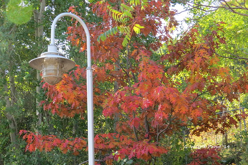 waterfronttrail lamppost fallcolours reds leaves tree cityofhamilton ontario southernontario canada prout geraldwayneprout canon canonpowershotsx50hs powershot hs sx50 camera digital photography photographed scenery landscape waterfront trail walking biking jogging running southern hamiltonwaterfronttrail hamiltonharbour trees plants plant nature oak quercus pin native hills deciduous plantae northern fagaceae angiosperms eudicots fagales rosids northernpinoak hillsoak quercusellipsoidalis ellipsoidalis
