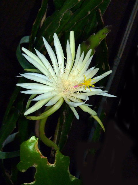 the 4th flower of four in a late season bloom, Epiphyllum strictum (explore #87:  high was 202 on 10-23-14) 10-14*