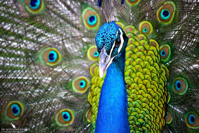 Cute Indian Blue Peacock