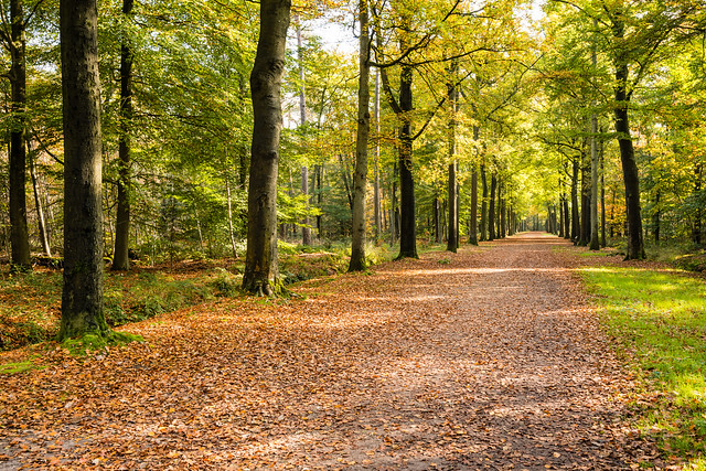Long avenue in a beech forest in autumn