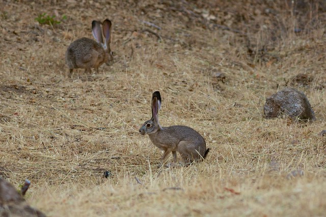 Black-tailed Jack Rabbit