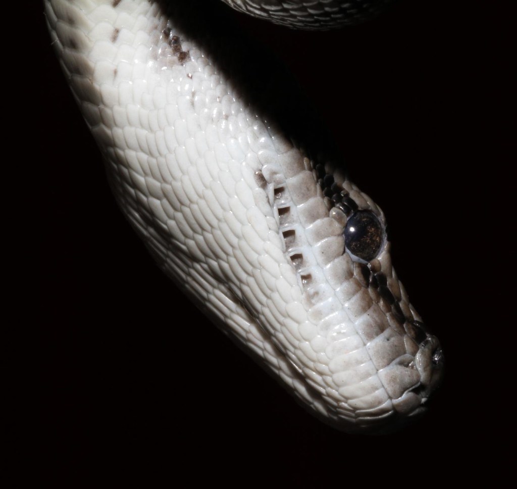 Murrtay Darling Python Murray Darling Carpet Python (Morelia spilota metcalfei) | Flickr