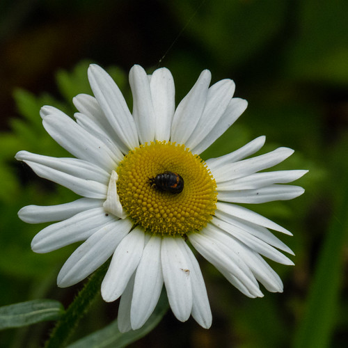 Ladybird larva on an oxeye daisy