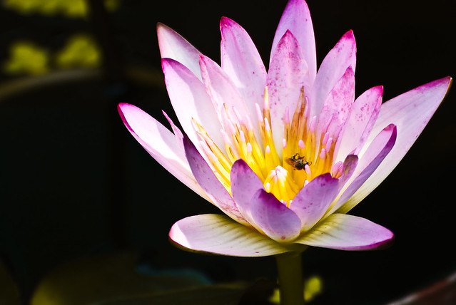 A Bee And  Water Lily