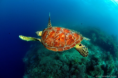dive safari