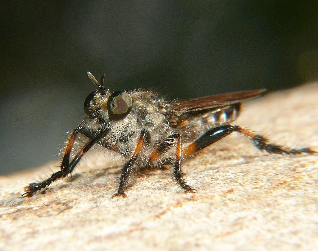 Full size female robber fly Asiloidea, Diptera, Airlie Beach P1200562