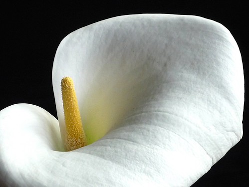 Calla | by assy_47