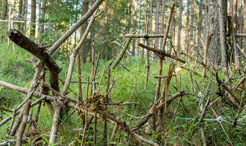 forest tallinn estonia cross crucifix twigs hiiumaa eesti hillofcrosses ristimägi kõrgessaare troydavidjohnston hiiucounty