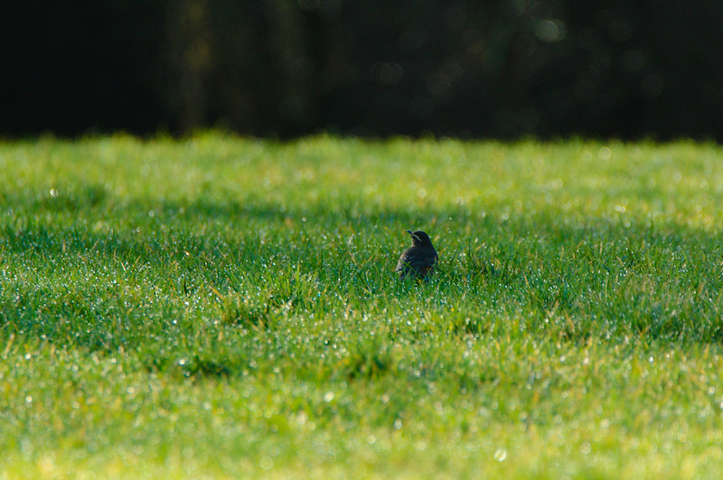 Redwing in short grass, Perton
