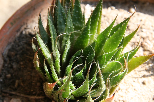 Aristaloe aristata  (= Aloe aristata) 33425157745_aaab8d1f94