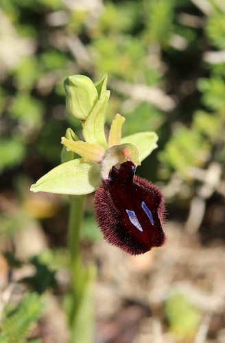 Maltese Spider Orchid (Ophrys melitensis) - Orchidaceae - Pembroke Natura 2000, Malta (Malta) (19)