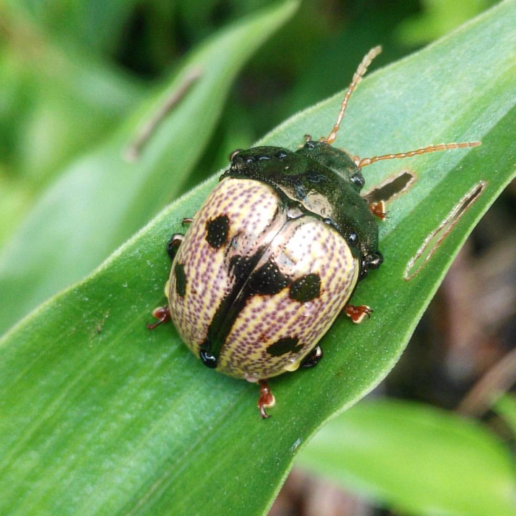 #insect #insects_of_our_world #ip_insects #insectsworld #u… | Flickr
