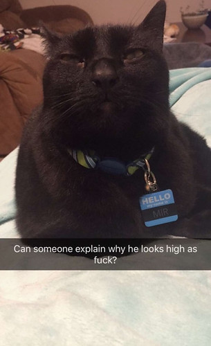 He sat on my lap and looked into my soul. - The Caturday | by TheCaturday
