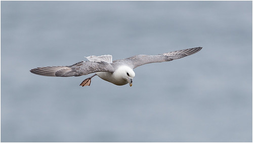 Fulmar (Fulmarus glacialis) by pstani, Puffins aren't the only reason to go to Sumburgh Head if you are a birdwatcher - the fulmars are mag