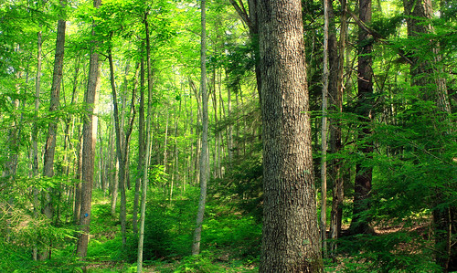 trees summer nature forest hiking pennsylvania creativecommons ravine deciduous coniferous undergrowth endlessmountains understory lycomingcounty merrilllinnconservancy merrillwlinnlandandwaterwaysconservancy glacierpoolspreserve