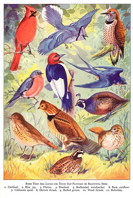 Popular birds