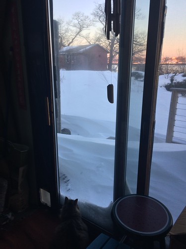 peaks.island :: winter.2017 by origamidon, Island Ave, Peaks Island (in Casco Bay), Maine USA  •  Sunrise. The cat wonders about the loss of vi