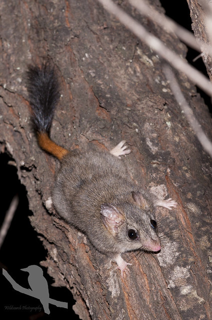 Red-tailed Phascogale, Phascogale calura