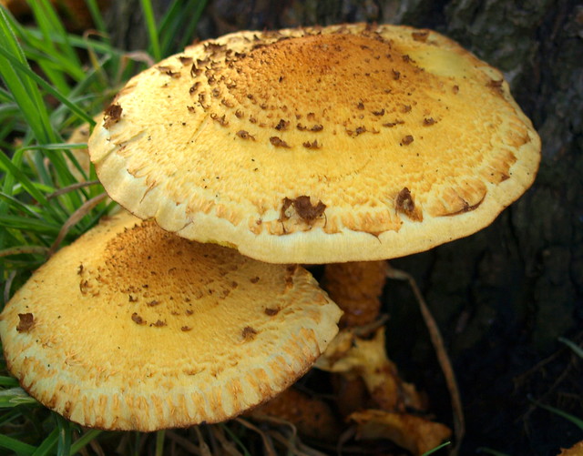 Wild mushrooms - 4