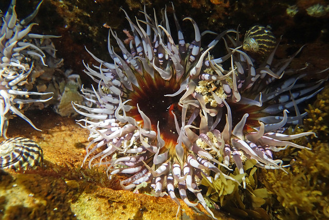 Shellgrit anemones - Oulactis muscosa #marineexplorer