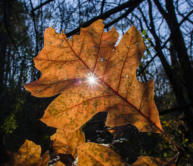 Northern Red Oak Leaf Star-2.jpg