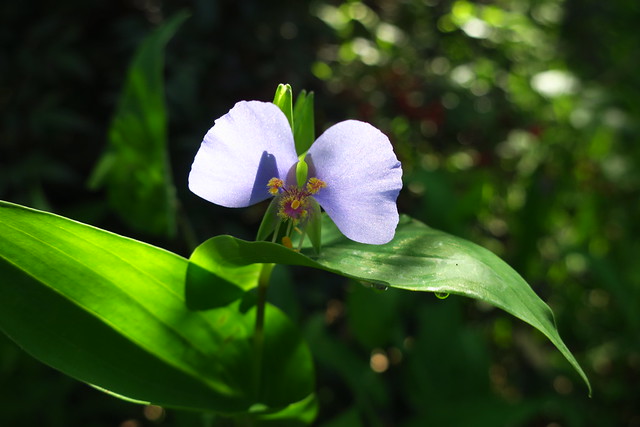 False dayflower (Tinantia anomala)