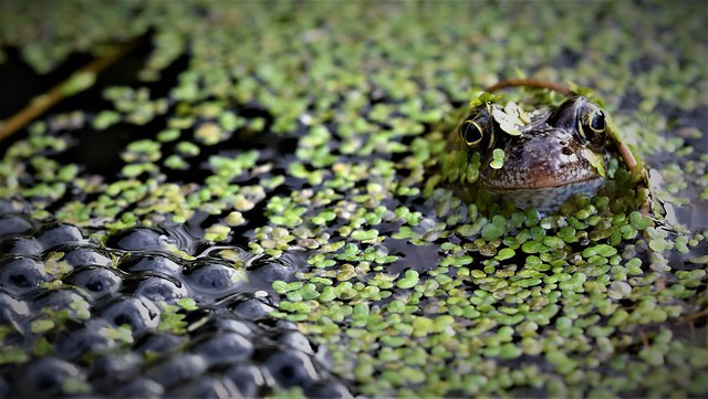 Frog Guarding Its Spawn