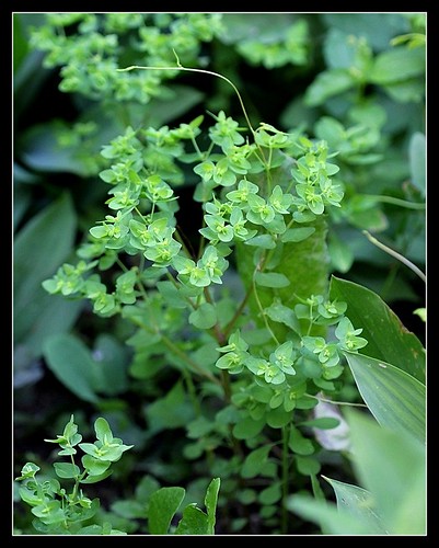 Euphorbia peplus - euphorbe des jardiniers 33329958383_a597a07d92