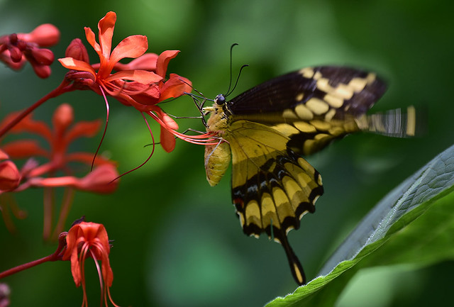 Thoas Swallowtail Butterfly nectaring on Clerodendrum speciosissimum flower, Wings of the Tropics, Fairchild Tropical Botanic Garden.