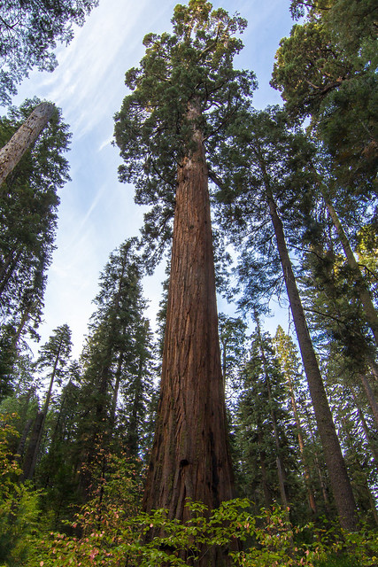 Giant Sequoia 7
