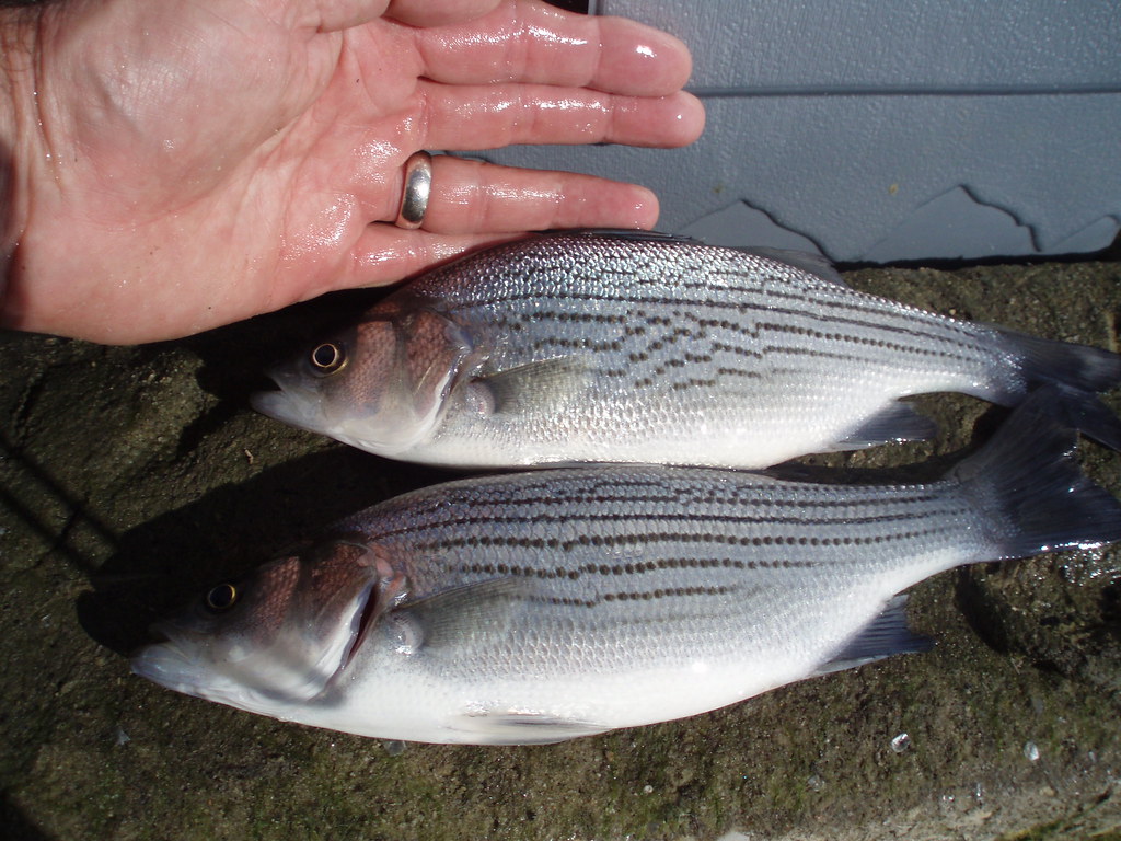 Sunshine-over-Striper, The top fish is a striped bass hybri…