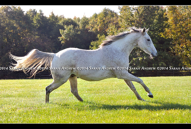 Chance takes a spin around the back field at Stone Tavern. I love his whiskers.
