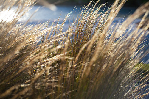 sunset newzealand sunshine backlight canon 50mm lights twilight weed sundown dusk auckland cocklebay