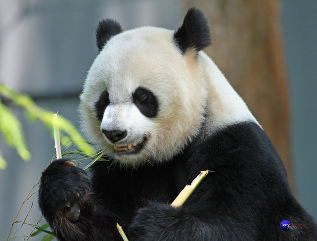 Giant Female Panda MEI XIANG eating bamboo...
