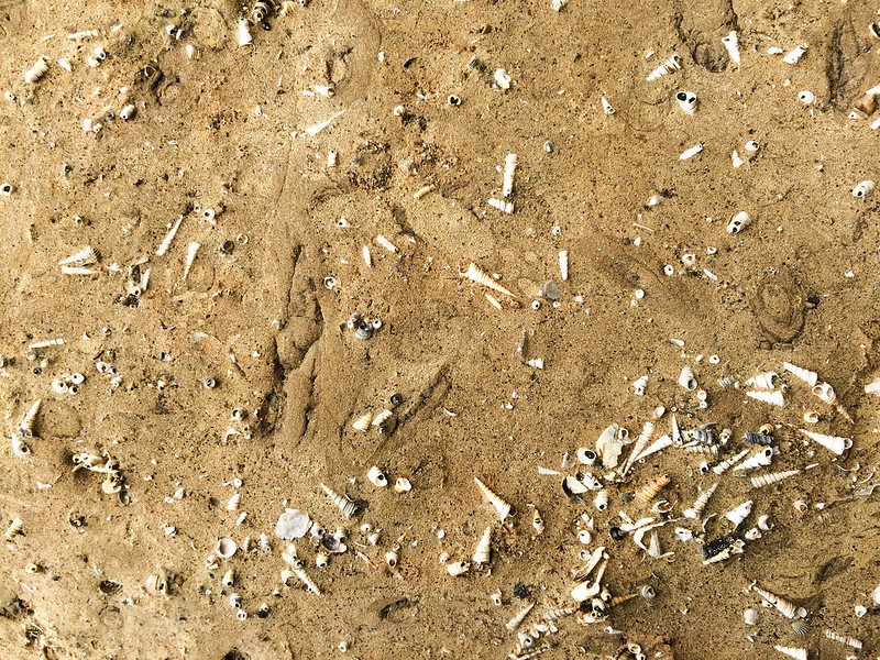 marine-sediments-sandstone-with-fossils-tasmania