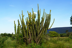 Cucurbitaceae y Cactaceae