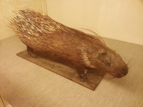 The taxidermied Indian Crested Porcupine (Hystrix indica K ...